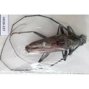 CERAMBYCIDAE SSP